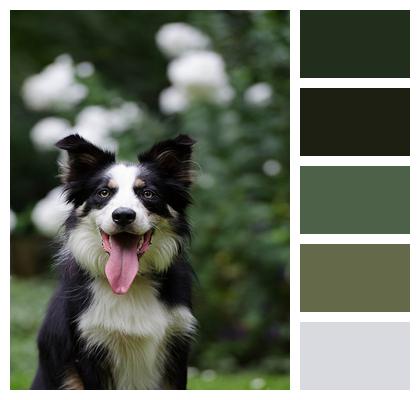 Portrait Border Collie Dog Image